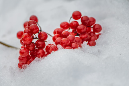 A bunch of bright red ripe viburnum berries with white snow and ice is in a park in winterの写真素材