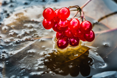 A bunch of bright red ripe viburnum berries is on dark transparent ice with a yellow leaf and bubblesの写真素材