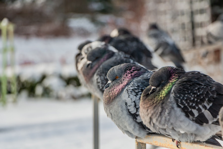 A group of pigeons birds sits on a metal rail in a park in autumnの写真素材