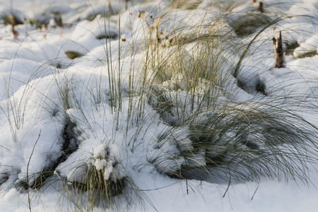 Dry yellow and yellow feather grass with snow is on a white snow background in the park in autumnの写真素材