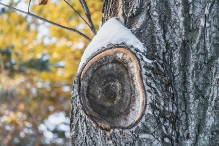 A beautiful horizontal texture of gray bark of an old oak tree with snow and dry brown and yellow...