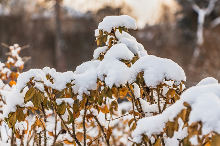 A rose bush with yellow leaves and white snow is in a garden in autumnの写真素材