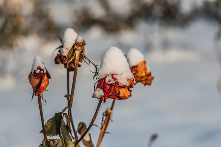 A dry bouquet of red roses and red buds and freen leaves with white snow is on a blurred white and gray background in autumnの写真素材