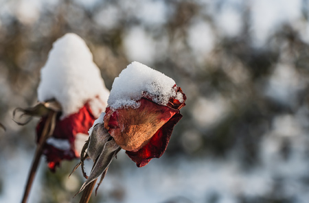Two dry red roses with white snow is on a blurred gray background in autumnの写真素材