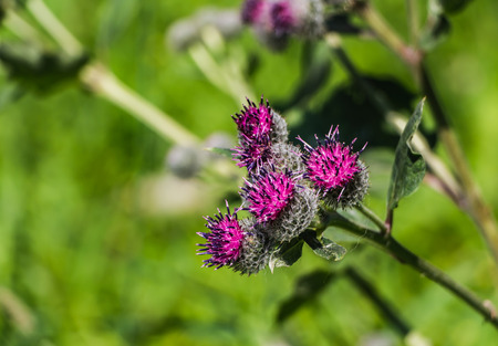 The purple wooly burdock flowers are in the garden in summer on a blurred green backgroundの写真素材
