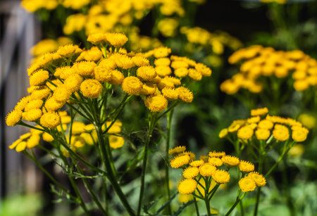 The yellow tansy flowers with green leaves are in a park in summer
