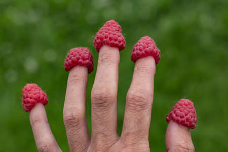 A fun photo of five red ripe fresh raspberry berries were put on five fingers on a green plants...