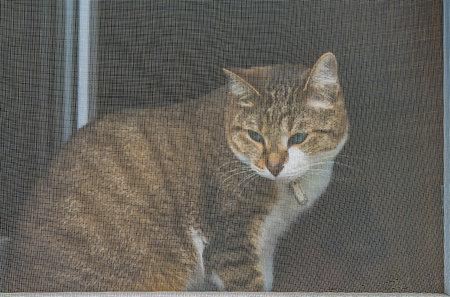 The beautiful adult young tabby cat is sitting on a windowsill and looking through the grid on the...