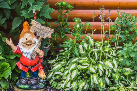 A beautiful gnome garden figure and green and white leaves of hosta plants with blue flowers are on a brown wooden background in summerの写真素材