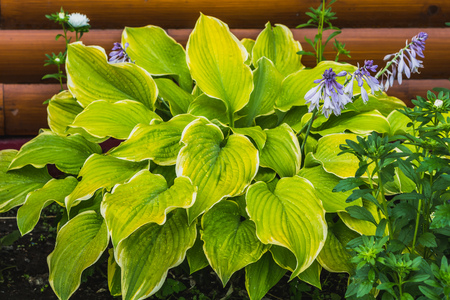 The green and white leaves of hosta plants with blue flowers are on a brown wooden background in summerの写真素材