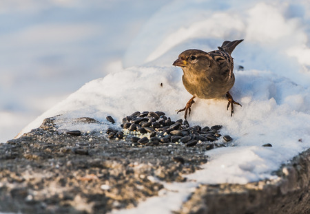 One gray and brown sparrow sits on a gray concrete surface with white snow and eats bird-seed in the park in winterの写真素材