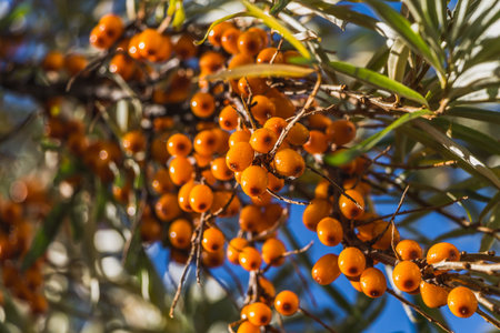 The wet bunches of ripe orange sea buckthorn red berries or sea berries with green and yellow leaves...