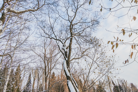 An beautiful old fantastic branchy brown tree with white snow and yellow leaves is in a park in autumn against the blue sky with white clouds background.の写真素材