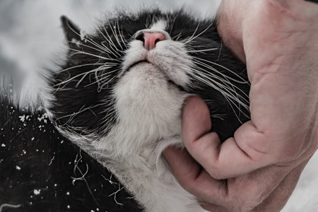 A man's hand caresses cat black and white with white snow on the snout outside in winter