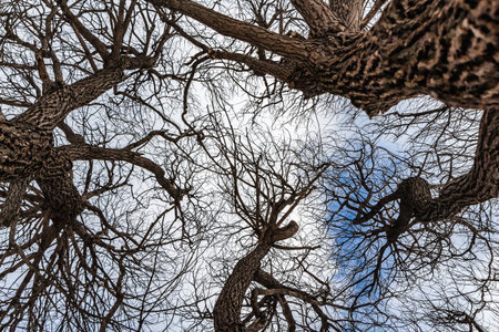 An beautiful old fantastic branchy brown willow tree without foliage is in a park in winter against...
