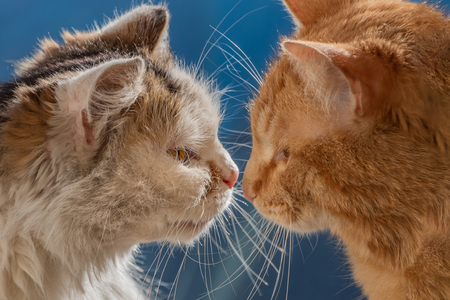 Profile view of two adult young cats red and white are sitting together nose to nose and looking each other on a blue backgroundの写真素材
