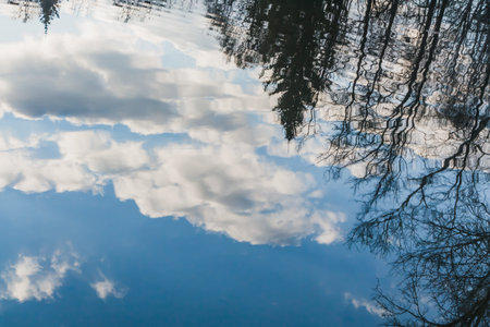 Water surface of pond with the reflection of black trees and a blue sky with white clouds is in a...