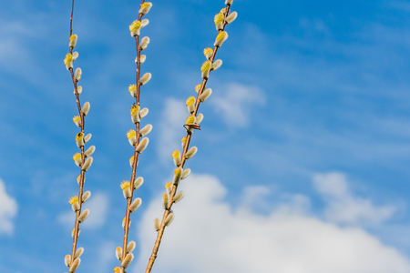 The willow branches with flowering yellow fluffy buds in early spring in a park we see in the photo on the blue sky backgroundの写真素材