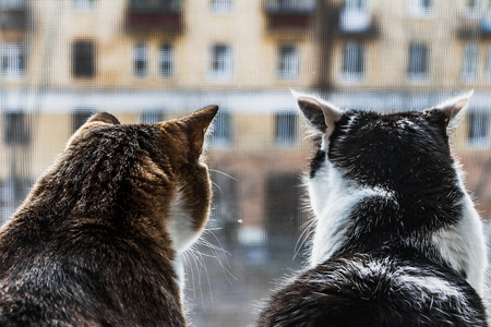 The rear view of two adult young cats black and white and tabby are sitting together on a windowsill and looking through the grid on the window to the street.の写真素材