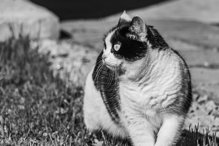 A black and white profile photo of a beautiful adult young black and white cat with big eyesの写真素材