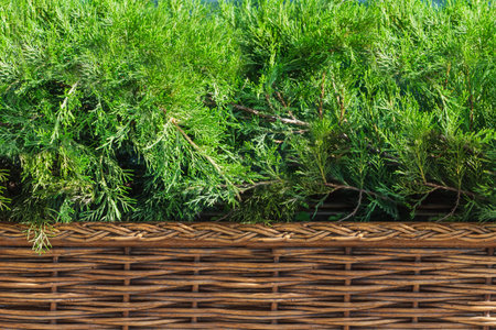 Green thuja bushes grow in the yellow Wicker basket