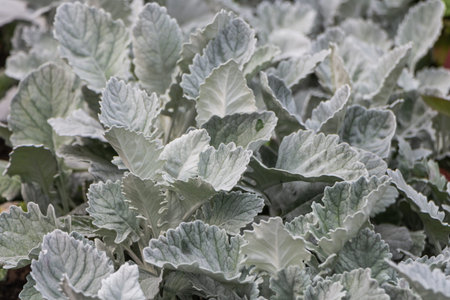 Beautiful green white and silver curved leaves Silver Sage Salvia seeds are on the flower bed in a...