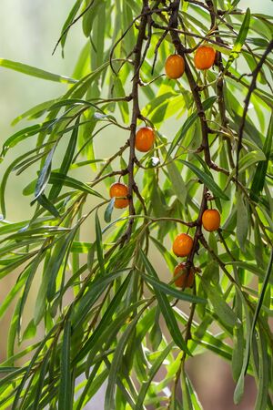 A bunch of bright orange and yellow ripe sea buckthorn berries with green leaves on the blur green background is in a garden in autumnの写真素材