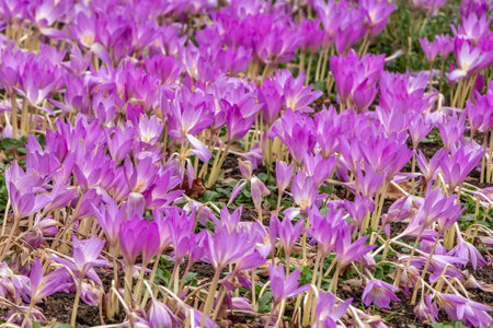 A large group of beautiful purple and white crocus flowers with yellow stamens is on a flower bed in a garden in autumnの写真素材
