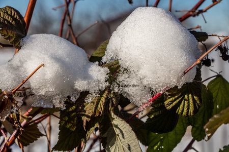 Green frozen raspberry leaves with white snow and dry berries are in a winter gardenの写真素材