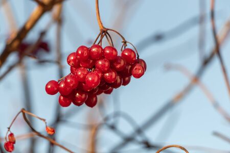 A bunch of bright red ripe viburnum berries is in a park in autumnの写真素材