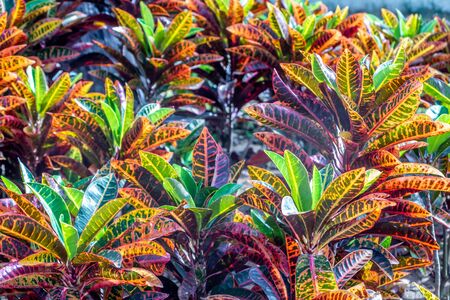 The beautiful red and green and purple leaves of codiaeum variegatum or croton are in a park in summerの写真素材