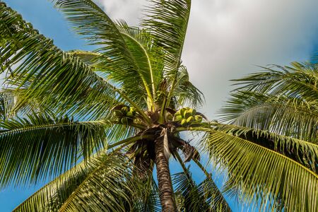 The beautiful Cocos nucifera palm with a group of coconuts is on the blue sky backgroundの写真素材