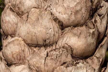 The beautiful brown texture of the trunk of the big Cocos nucifera palmの写真素材