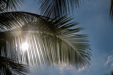The beautiful big Cocos nucifera palm leaves are on the blue sky with white clouds backgroundの写真素材