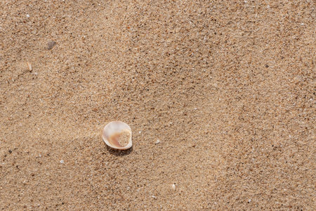 A beautiful horizontal texture of yellow sand with waves and shells is in the photo