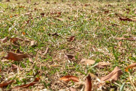 The bright yellow and orange leaves are on a green grass in a park in autumnの写真素材