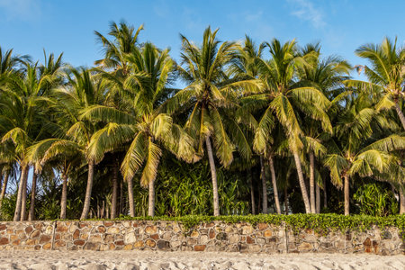 A group of beautiful big Cocos nucifera palms is on the yellow beach and blue sky background
