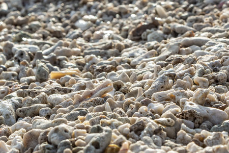 A beautiful horizontal texture of white and yellow corals and shells is in the photo