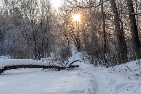 The yellow sun with bright rays makes its way in the winter forestの写真素材