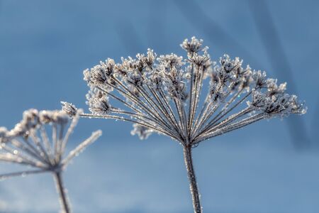 The branches of Heracleum sphondylium with snow are in a park in winter on the blue backgroundの写真素材