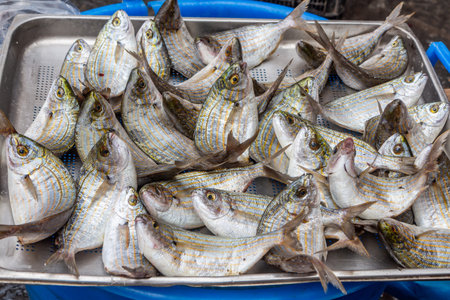 A group of bright fresh sea fish is in a gray metallic basket on the market for sale