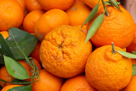 A group of fresh orange mandarins with green leaves is in the market for sale