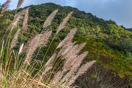 A Dry yellow Cortaderia Selloana Pumila feather pampas grass with is on a green mountain backgroundの写真素材