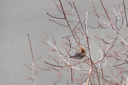 Gray and red Bohemian waxwing Bombycilla garrulus birds are on a branch of wild apple tree in the...