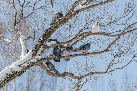 A Group of Gray pigeons with bright eyes and rainbow necks is on the tree in the park in winterの写真素材