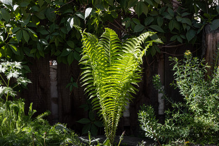 The Beautiful green leaves of fern grow in summer