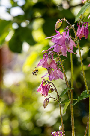 A Bouquet of violet wildflowers Aquilegia with a bee is on a green leaves backgroundの写真素材