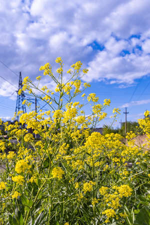 The yellow and green sinapis flowers are in summer. Verticalの写真素材