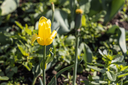 A yellow tulip with stamens and pestle is on a blurred green background