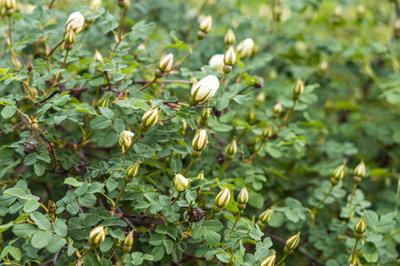 A beautiful bouquet of white roses and buds and leaves is on a blurred green background in the park...